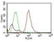 CD63 Molecule antibody, NBP2-44808, Novus Biologicals, Flow Cytometry image 