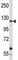 Insulin Receptor Related Receptor antibody, F44161-0.4ML, NSJ Bioreagents, Western Blot image 