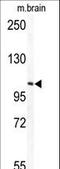 Tectonin Beta-Propeller Repeat Containing 1 antibody, LS-C100584, Lifespan Biosciences, Western Blot image 