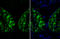 Arginase 1 antibody, GTX109242, GeneTex, Immunohistochemistry frozen image 