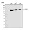 Alanyl-TRNA Synthetase antibody, A03935-1, Boster Biological Technology, Western Blot image 