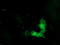 Tubulin Beta 4A Class IVa antibody, LS-B12927, Lifespan Biosciences, Immunofluorescence image 