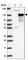 TBC1 Domain Family Member 31 antibody, HPA023710, Atlas Antibodies, Western Blot image 