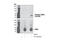 Serum/Glucocorticoid Regulated Kinase Family Member 3 antibody, 5642S, Cell Signaling Technology, Western Blot image 