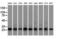 EMG1 N1-Specific Pseudouridine Methyltransferase antibody, M08458, Boster Biological Technology, Western Blot image 