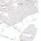 Vestigial Like Family Member 4 antibody, HPA038225, Atlas Antibodies, Immunohistochemistry frozen image 