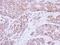 Keratin 8 antibody, PA5-28985, Invitrogen Antibodies, Immunohistochemistry frozen image 