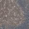 Mitochondrial Ribosomal Protein S22 antibody, NBP1-86787, Novus Biologicals, Immunohistochemistry frozen image 