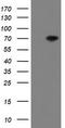 Mitochondrial Intermediate Peptidase antibody, TA800258AM, Origene, Western Blot image 