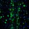 Semaphorin 3E antibody, PA5-56140, Invitrogen Antibodies, Immunofluorescence image 