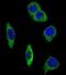 Adrenoceptor Alpha 2B antibody, GTX81169, GeneTex, Immunofluorescence image 