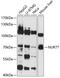 Nuclear Receptor Subfamily 4 Group A Member 1 antibody, 14-914, ProSci, Western Blot image 