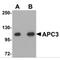 Cell division cycle protein 27 homolog antibody, MBS150705, MyBioSource, Western Blot image 