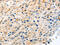 Lymphatic Vessel Endothelial Hyaluronan Receptor 1 antibody, CSB-PA561582, Cusabio, Immunohistochemistry paraffin image 