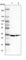 SAP Domain Containing Ribonucleoprotein antibody, HPA030902, Atlas Antibodies, Western Blot image 