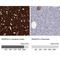 Synaptosome Associated Protein 25 antibody, NBP1-88769, Novus Biologicals, Immunohistochemistry paraffin image 