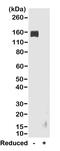 Rabbit IgG Fc antibody, SA5-10228, Invitrogen Antibodies, Western Blot image 