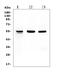 RB Binding Protein 4, Chromatin Remodeling Factor antibody, M02702-1, Boster Biological Technology, Western Blot image 