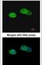 Serine Carboxypeptidase 1 antibody, PA5-27895, Invitrogen Antibodies, Immunofluorescence image 