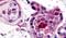 Thyroid Stimulating Hormone Receptor antibody, PA5-34294, Invitrogen Antibodies, Immunohistochemistry frozen image 