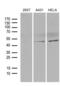Basic Helix-Loop-Helix Family Member E40 antibody, MA5-27259, Invitrogen Antibodies, Western Blot image 
