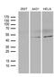 Basic Helix-Loop-Helix Family Member E40 antibody, MA5-27259, Invitrogen Antibodies, Western Blot image 