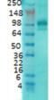 Discs Large MAGUK Scaffold Protein 4 antibody, 56457, QED Bioscience, Western Blot image 