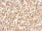 PHB2 antibody, NBP1-33463, Novus Biologicals, Immunohistochemistry paraffin image 