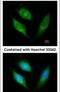 Apoptosis Inducing Factor Mitochondria Associated 1 antibody, PA5-29693, Invitrogen Antibodies, Immunofluorescence image 