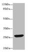 DnaJ Heat Shock Protein Family (Hsp40) Member B2 antibody, A57017-100, Epigentek, Western Blot image 