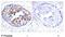 Mpf antibody, GTX78937, GeneTex, Immunohistochemistry paraffin image 
