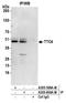 Tetratricopeptide Repeat Domain 4 antibody, A305-600A-M, Bethyl Labs, Immunoprecipitation image 