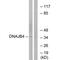 DnaJ Heat Shock Protein Family (Hsp40) Member B4 antibody, PA5-49925, Invitrogen Antibodies, Western Blot image 