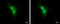 Cyclin D1 antibody, GTX112874, GeneTex, Immunofluorescence image 