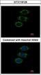 Peptidylprolyl Isomerase Like 1 antibody, LS-C155533, Lifespan Biosciences, Immunofluorescence image 