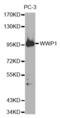 WW Domain Containing E3 Ubiquitin Protein Ligase 1 antibody, abx004035, Abbexa, Western Blot image 
