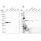 GIPC PDZ Domain Containing Family Member 1 antibody, NBP2-76557, Novus Biologicals, Western Blot image 