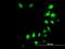 Iroquois Homeobox 3 antibody, H00079191-M08, Novus Biologicals, Immunocytochemistry image 