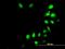 Iroquois-class homeodomain protein IRX-3 antibody, H00079191-M08, Novus Biologicals, Immunocytochemistry image 