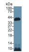 Caspase 14 antibody, MBS2025994, MyBioSource, Western Blot image 