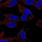Sphingosine Kinase 2 antibody, NBP2-57035, Novus Biologicals, Immunofluorescence image 