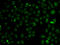 NSL1 Component Of MIS12 Kinetochore Complex antibody, LS-C346221, Lifespan Biosciences, Immunofluorescence image 