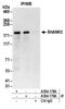 SH3 And Multiple Ankyrin Repeat Domains 3 antibody, A304-179A, Bethyl Labs, Immunoprecipitation image 