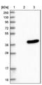 Beta-endorphin antibody, NBP1-90944, Novus Biologicals, Immunohistochemistry frozen image 