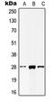 MOB Kinase Activator 2 antibody, LS-C353853, Lifespan Biosciences, Western Blot image 