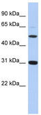 Peptidase Inhibitor 16 antibody, TA330942, Origene, Western Blot image 