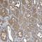 Rho GDP Dissociation Inhibitor Alpha antibody, NBP1-92333, Novus Biologicals, Immunohistochemistry frozen image 