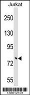Tripartite Motif Containing 46 antibody, 58-998, ProSci, Western Blot image 