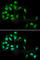 HEXIM P-TEFb Complex Subunit 1 antibody, A5775, ABclonal Technology, Immunofluorescence image 