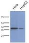 Poly(RC) Binding Protein 1 antibody, GTX53759, GeneTex, Western Blot image 